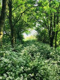 Trees in forest