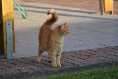 Cat sitting on footpath