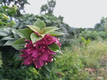 Close-up of flower blooming outdoors