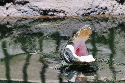 Close-up of jellyfish swimming in lake