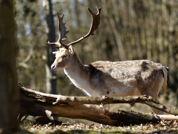 Deer in a forest