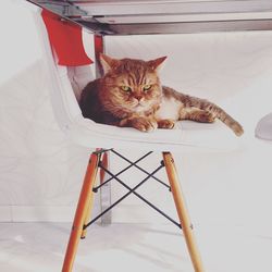 Portrait of cat relaxing on chair