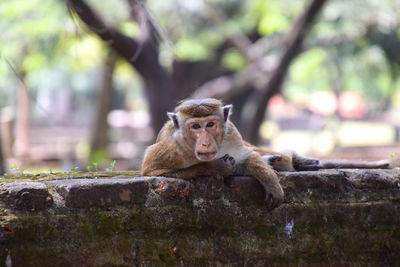 Monkey on tree