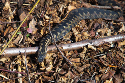 wildlife