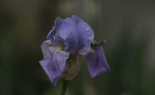 Close-up of purple iris