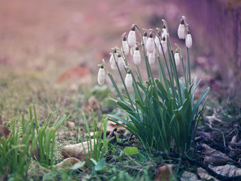 Close-up of snowdrop on field