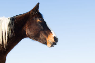 Low angle view of horse standing against clear sky