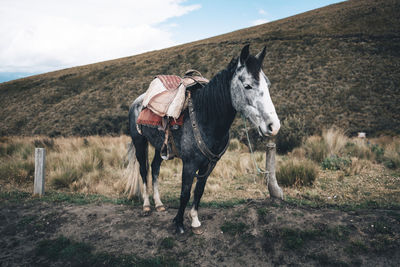 View of horse on field against sky