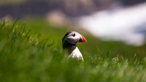 Close-up of puffin on grass