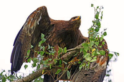 Low angle view of eagle perching on tree