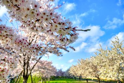 Low angle view of blooming tree against sky