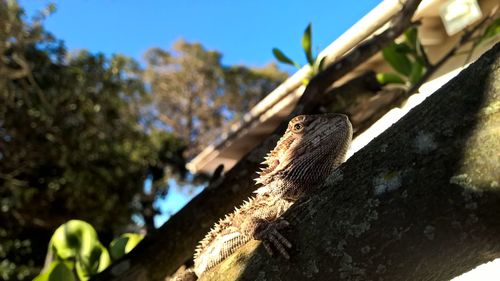 Low angle view of lizard on tree branch