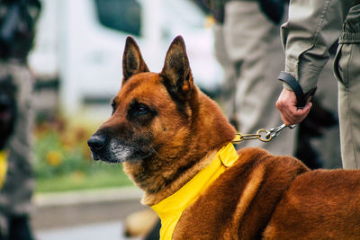 Dog looking away