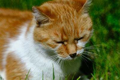 Close-up of a cat