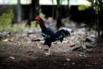 View of a bird on land