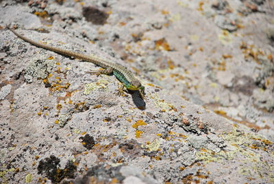 Close-up of lizard on rock