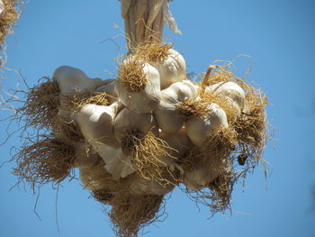 Low angle view of dried plant against blue sky