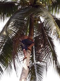 Low angle view of palm tree against sky