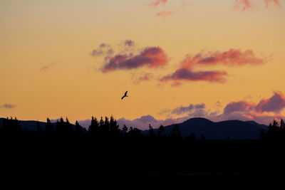 Silhouette of birds flying in sky during sunset