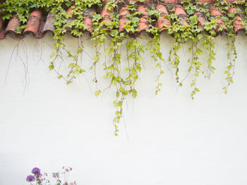 Plant growing on wall