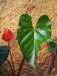 High angle view of fresh green leaves on land against wall