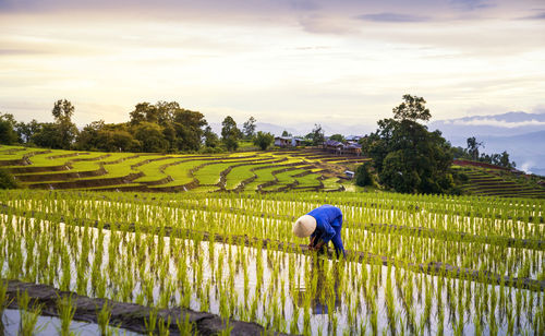 Farmers farming on rice terraces. ban pa bong piang northern region in thailand.