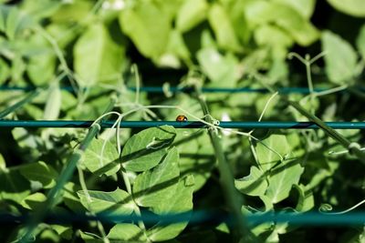 Close-up of ladybug on leaf