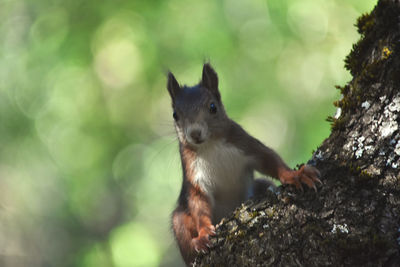 Close-up of squirrel on tree trunk
