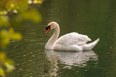 Close-up of swan in lake