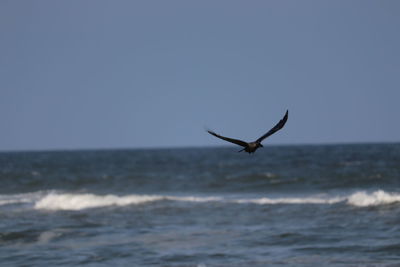 View of bird flying over sea against clear sky