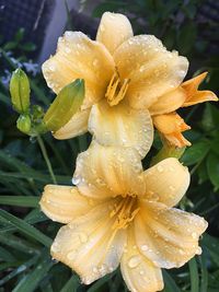 Close-up of water drops on day lily blooming outdoors