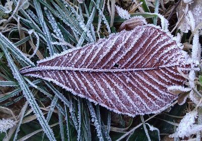 Close-up of frozen plant on field during winter
