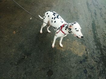 High angle view of dalmatian dog standing on street
