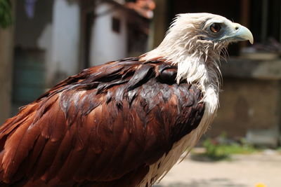 Close-up of eagle