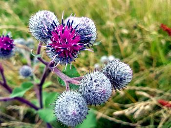 Close-up of thistle flowers