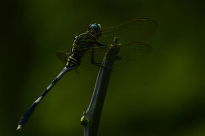 Close-up of dragonfly on plant