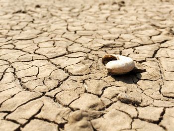 High angle view of dead shells on arid ground