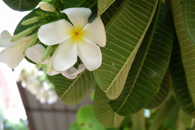 Close-up of white flowering plant