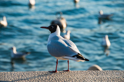 Seagull perching on a beach