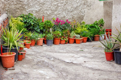 Potted plants against wall