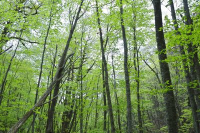 Low angle view of bamboo trees in forest