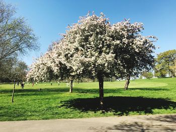 Trees in park against sky