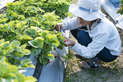 High angle view of man working at farm