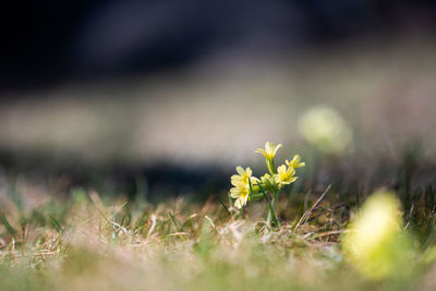 Close-up of purple flowering plants on field