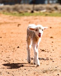 Portrait of a dog running on ground