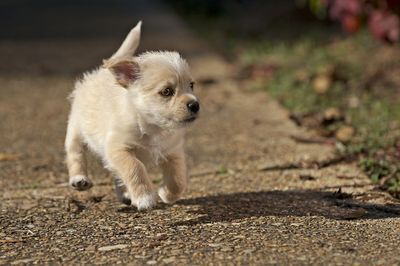 Dog looking away