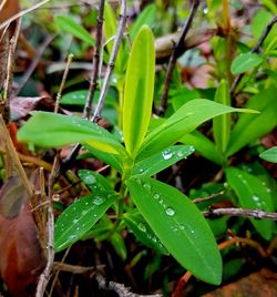 Close-up of wet plant during rainy season