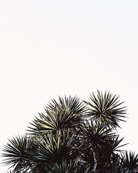 Low angle view of palm tree against clear sky