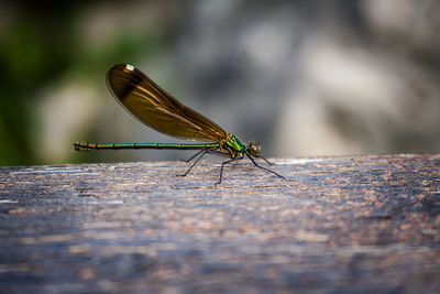 Close-up of damselfly on leaf