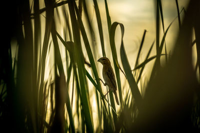 View of bird perching on plant against sky